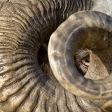 Pour le professeur Sameh Iskandar, à la tête de la mission américaine, les têtes de béliers découvertes sont "des offrandes", indiquant "un culte à Ramsès II célébré 1000 ans après sa mort".